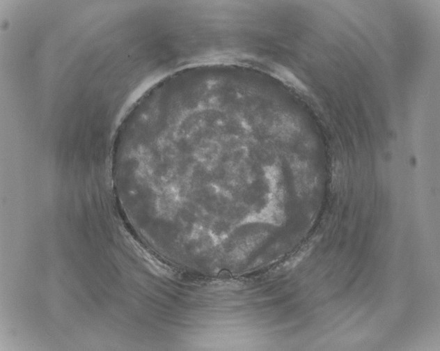 X0000070341216200607072004