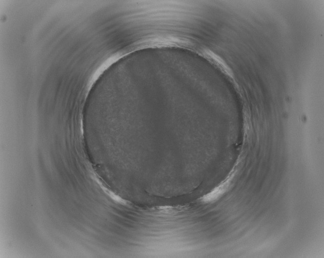 X0000070341226200607072004