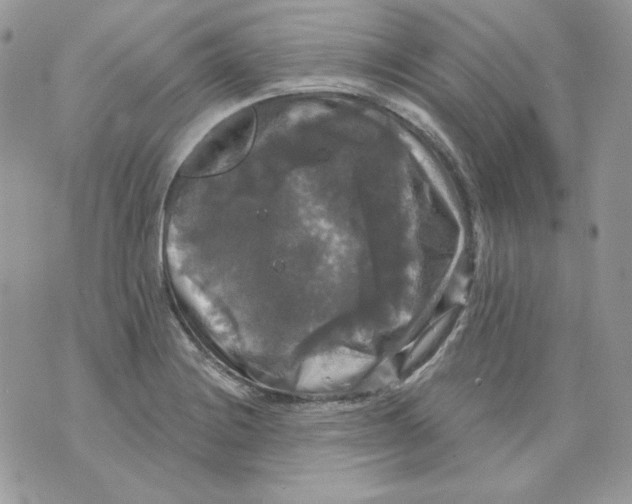 X0000070341228200607072004