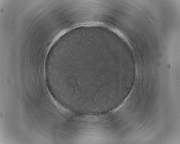 X0000070341229200607072004