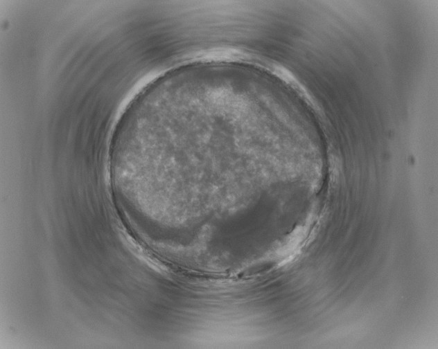 X0000070341232200607072005