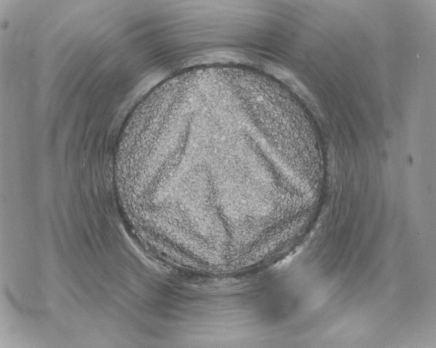 X0000070341233200607072005