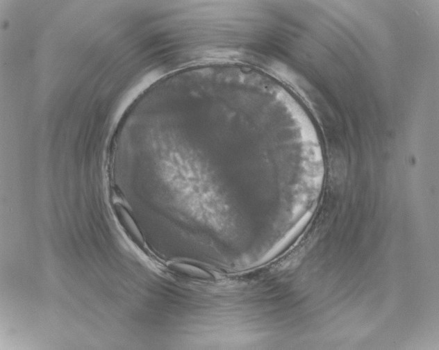 X0000070341235200607072005