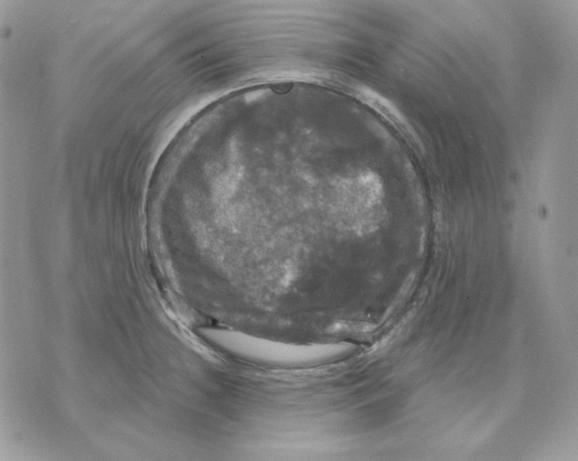 X0000070341236200607072005