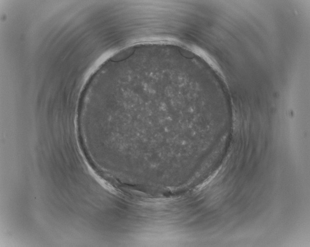 X0000070341237200607072005