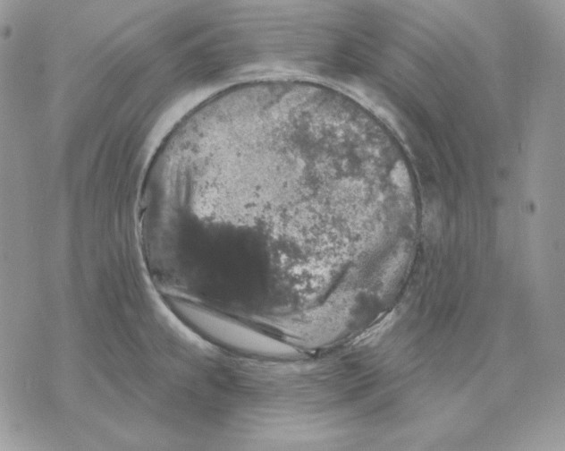 X0000070341239200607072005