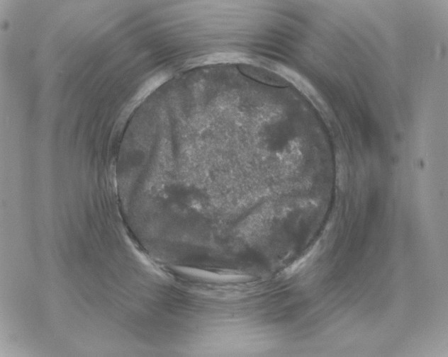 X0000070341241200607072005