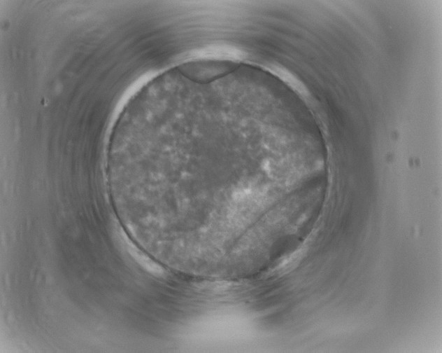 X0000070341248200607072005