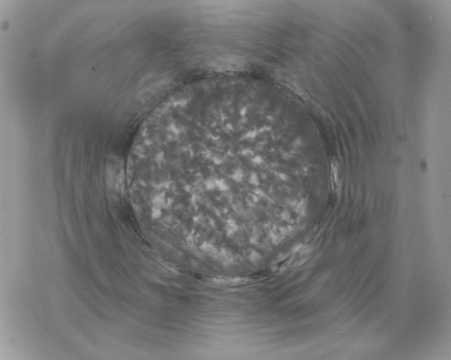 X0000070341251200607072004