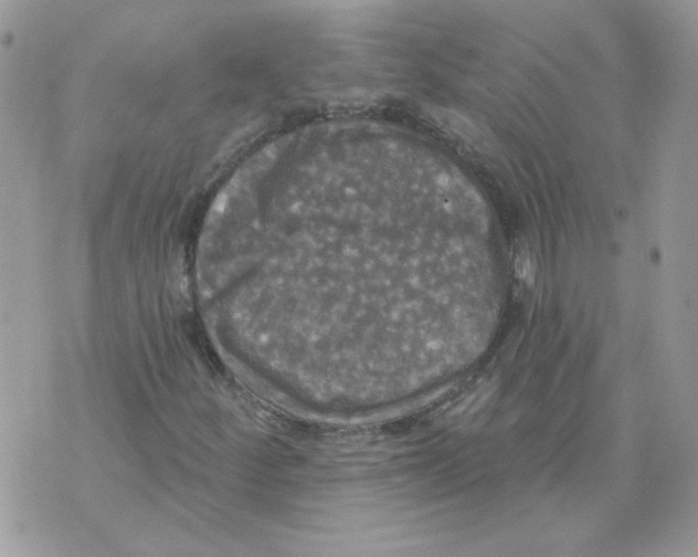 X0000070341252200607072004