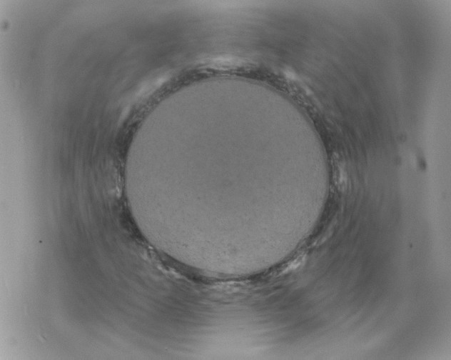 X0000070341253200607072004