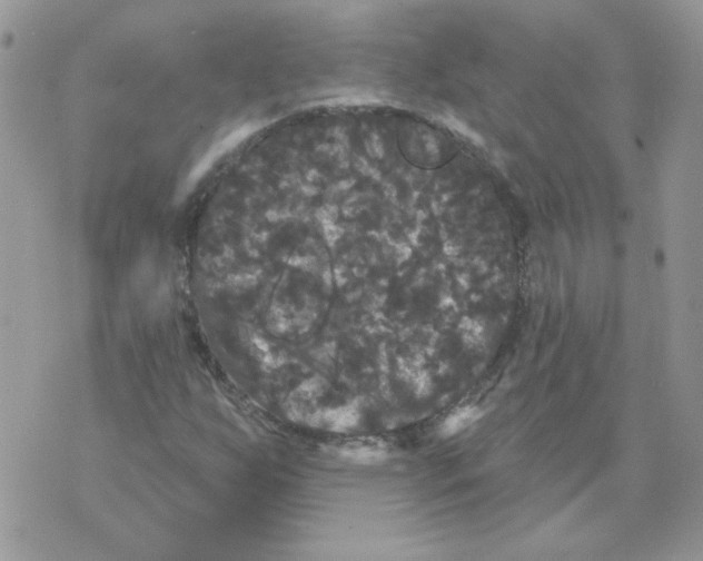 X0000070341255200607072004