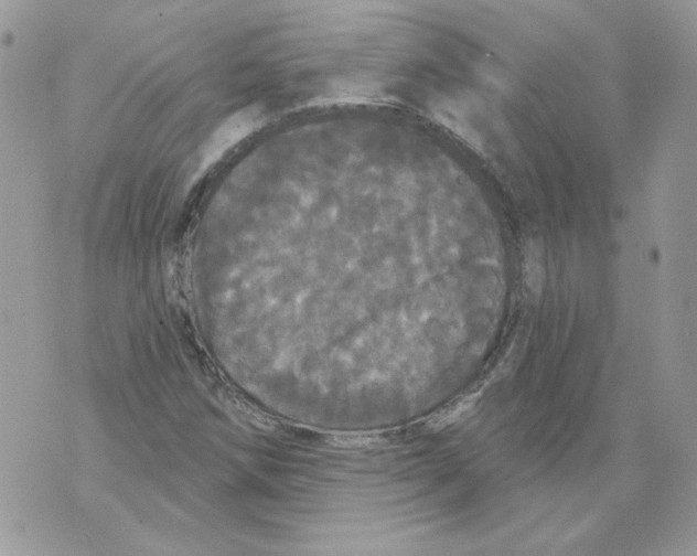 X0000070341258200607072004