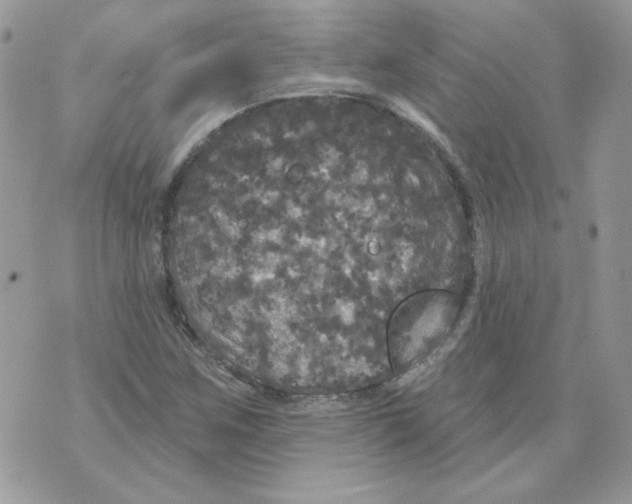 X0000070341259200607072004