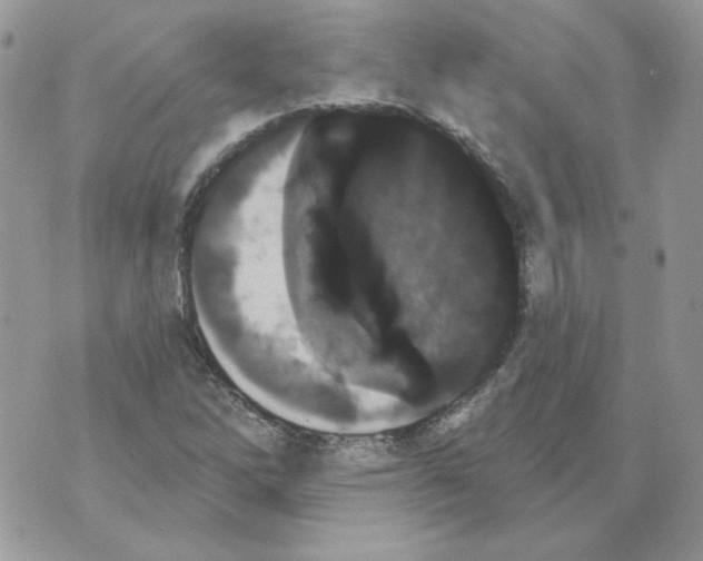 X0000070341262200607072004