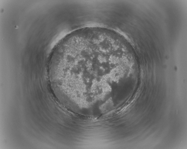 X0000070341263200607072004