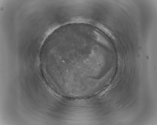 X0000070341264200607072004