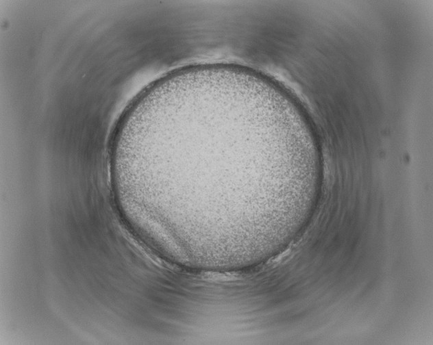 X0000070341270200607072004