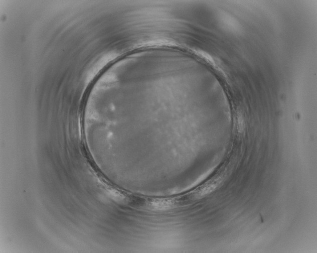 X0000070341274200607072004