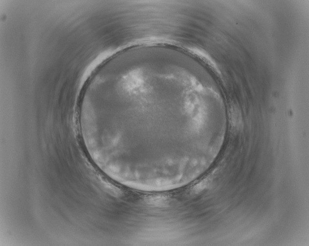 X0000070341278200607072004