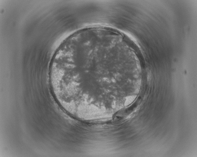 X0000070341279200607072004