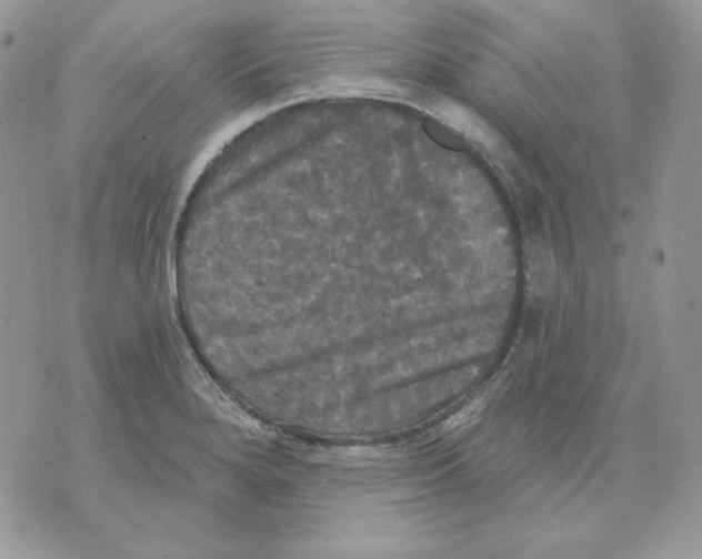 X0000070341280200607072004