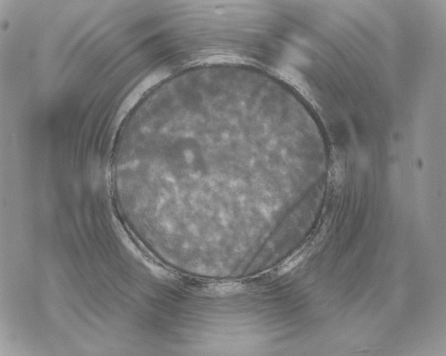 X0000070341282200607072003