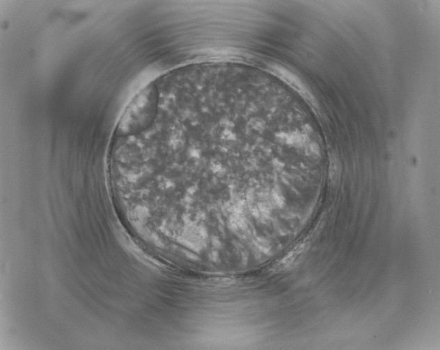 X0000070341283200607072003