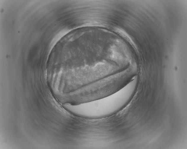 X0000070341284200607072003