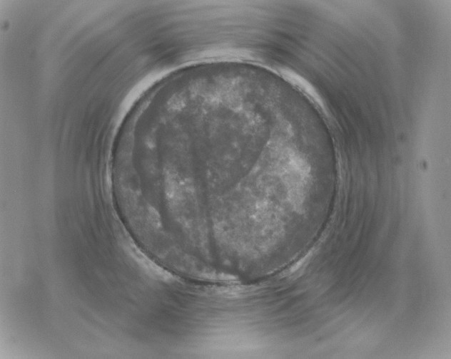 X0000070341288200607072003