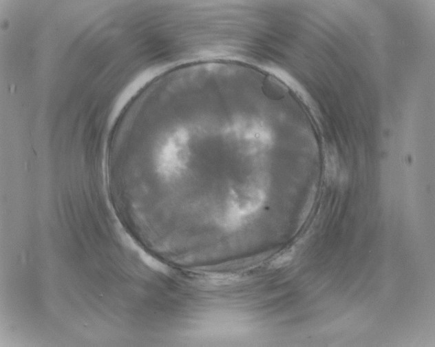 X0000070341294200607072003