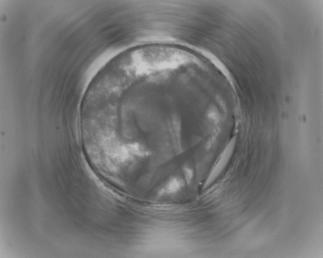 X0000070341295200607072003