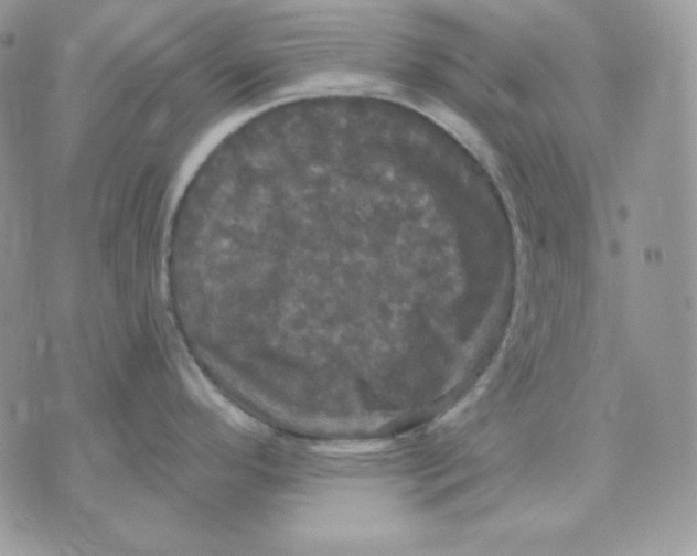 X0000070341296200607072003