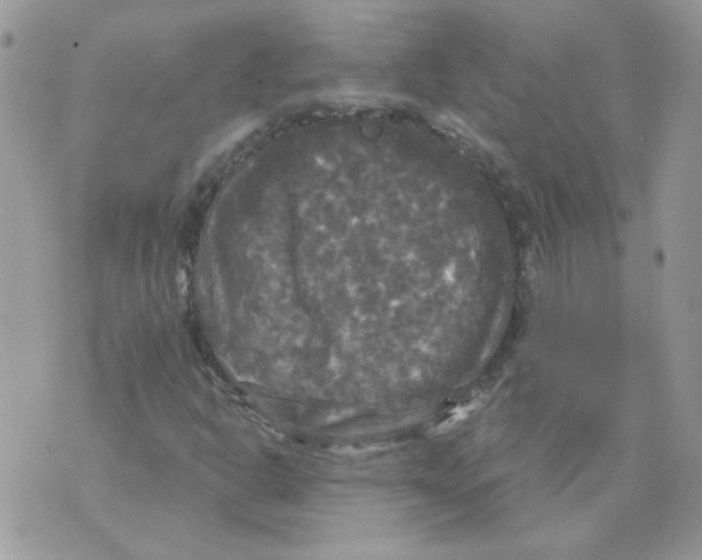 X0000070341302200607072003