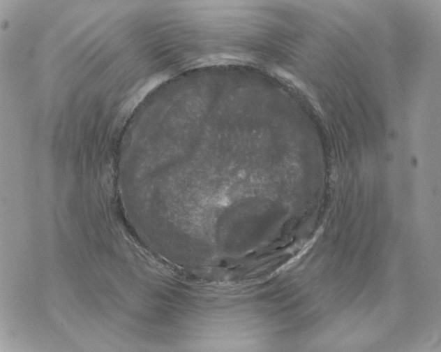 X0000070341313200607072003