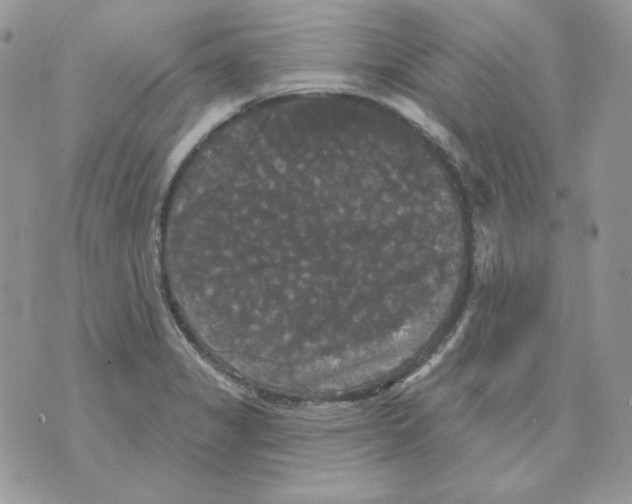 X0000070341325200607072003