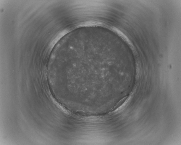 X0000070341329200607072003