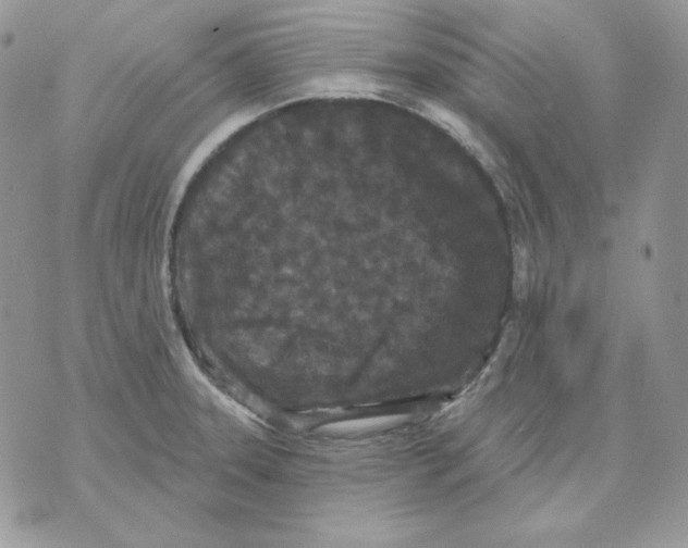 X0000070341331200607072003