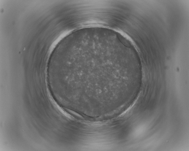 X0000070341333200607072003