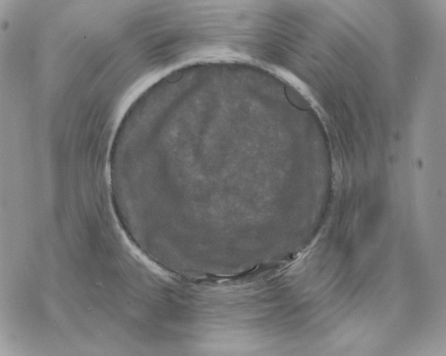 X0000070341335200607072003