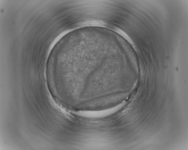 X0000070341339200607072003