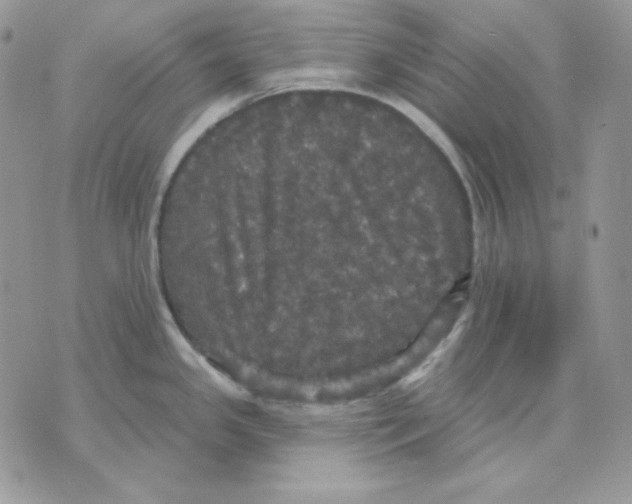 X0000070341341200607072003