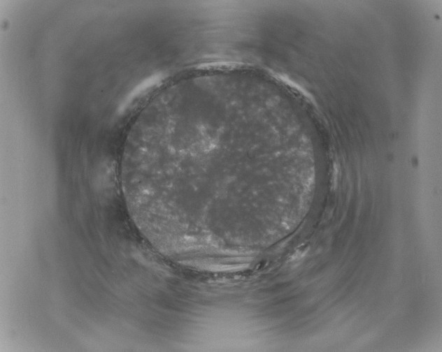 X0000070341351200607072002