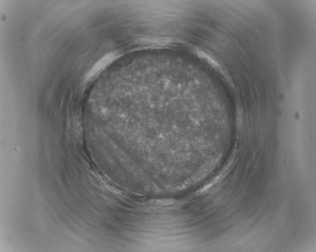 X0000070341354200607072002