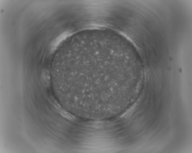 X0000070341355200607072002