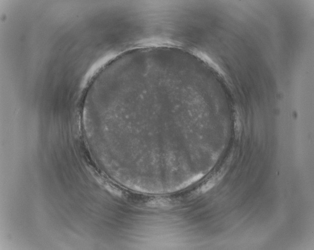 X0000070341358200607072002