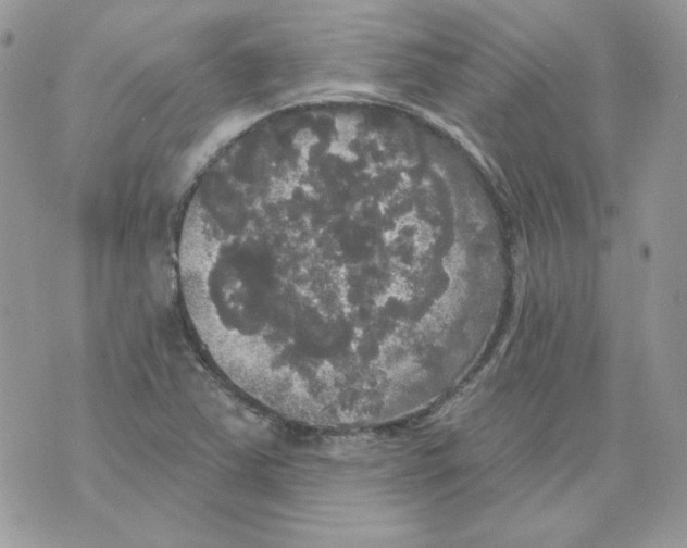 X0000070341363200607072002