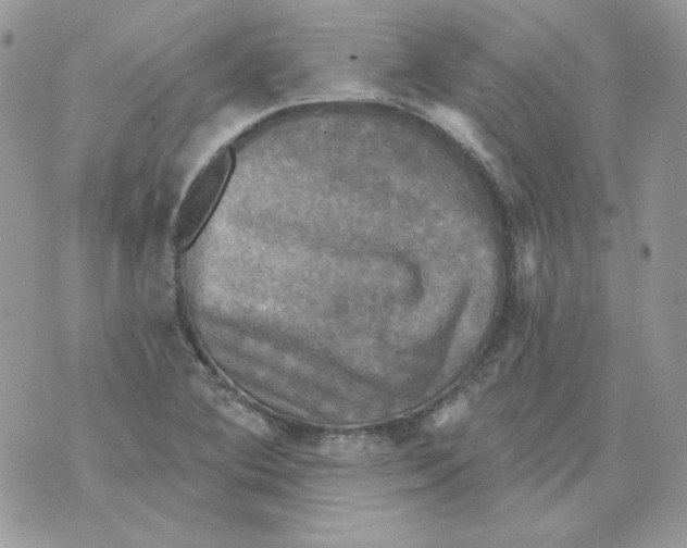 X0000070341364200607072002