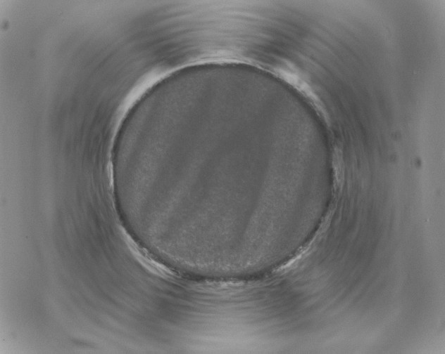 X0000070341372200607072002