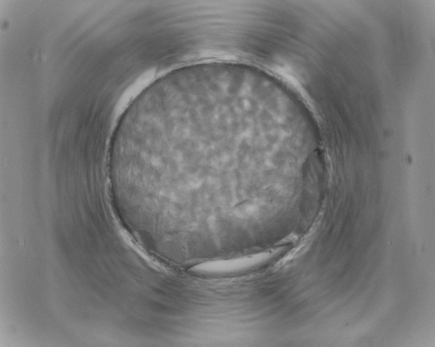 X0000070341373200607072002